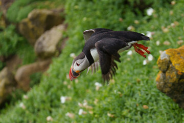 atlantic puffin or common puffin or common puffin