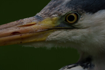 close up of an ostrich