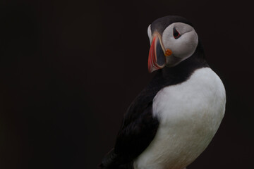 atlantic puffin or common puffin