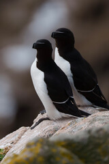 penguin on the beach