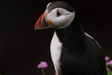 atlantic puffin or common puffin or puffin