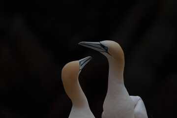 white swan on a black background