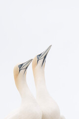 a pair of swans on a white background