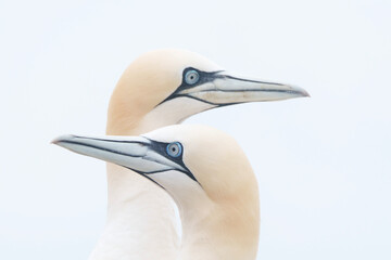 blue heron ardea cinerea