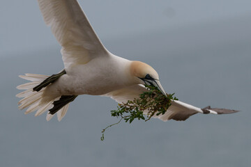 seagull flying in the sky