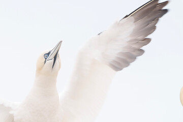 hand holding a white dove