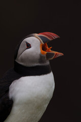 atlantic puffin or puffin