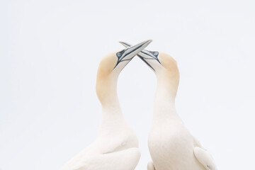 a pair of swans on a white background
