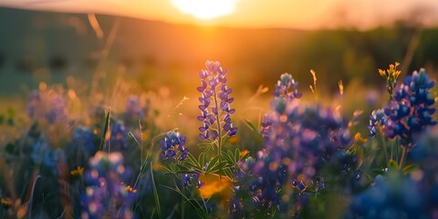 Sunset at Texas bluebonnet field near Austin at Muleshoe Bend Recreation Area. Concept Outdoor Photoshoot, Texas Bluebonnets, Sunset Photography, Muleshoe Bend Recreation Area, Austin Landscape