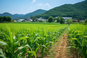 Naklejka premium corn