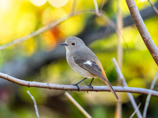 枝にとまるジョウビタキ