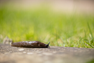 Brown garden slug on a paving slab with garden lawn behind