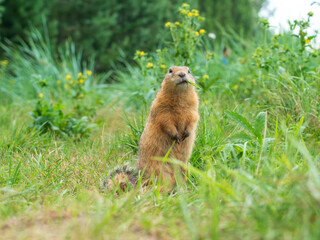 Prairie  dog looking at a camera on a grassy field