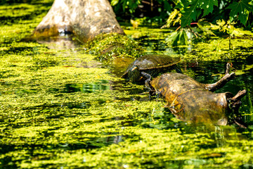 painted turtle sunbathing on a log in a pond with green algae shot in the toronto islands on a bright summer day