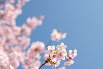 満開の河津桜
