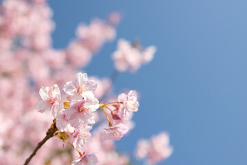 青空と河津桜