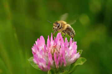 Schwirrende Biene (Westliche Honigbiene - Apis mellifera) mit ausgefahrenem Rüssel an einer rosa Kleeblüte (Trifolium) in Deutschland