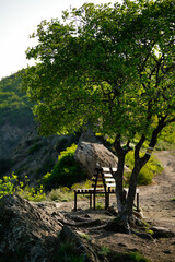 Wooden bench under a tree on a slope, Tbilisi, Georgia