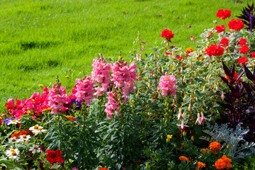 Beautiful summer flowers in a flowerbed.