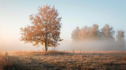 Fototapeta premium Serene autumn morning landscape with a solitary tree in a misty field, bathed in soft sunlight, ideal for nature and seasonal themes.