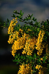 Macro shot of yellow flowers on a blue sky background, Tbilisi, Georgia