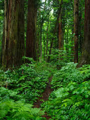 日本の森の小道