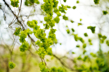 Macro shot of green flowers and leaves in the garden in spring, Tbilisi, Georgia