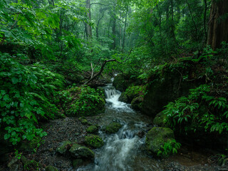 Obraz premium 日本の森と清流