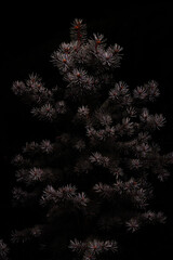 Macro shot of chtistmas tree in the night, Tbilisi, Georgia 