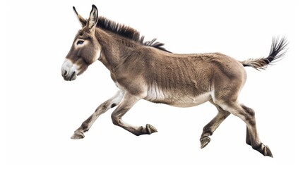 Obraz premium Observing a jumping donkey from the side. Transparent background.