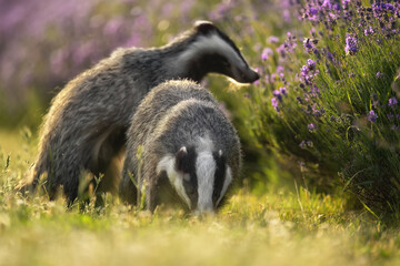 Obraz premium Badgers are playing near the forest in the meadow.