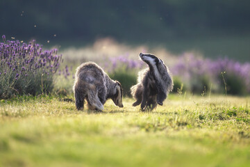 Badgers are playing near the forest in the meadow.