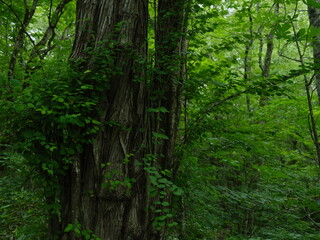 木の幹と葉　深い森