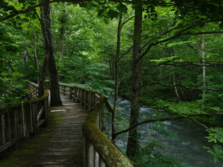 Obraz premium 奥入瀬渓流 青森県