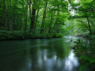 奥入瀬渓流  青森県