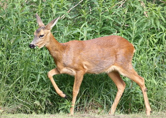 A roe deer is pictured feeding in Cumbria, Northern England.  The roe deer is native to the United Kingdom and can be seen across woodland, farmland, grassland and heathland habitats.
