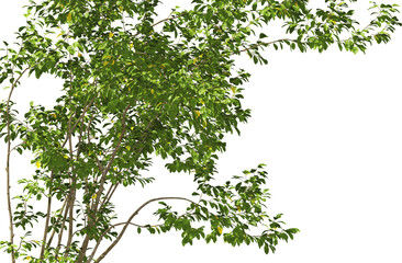 shrub salix wallichiana - andersson hq arch viz cutout plant close up