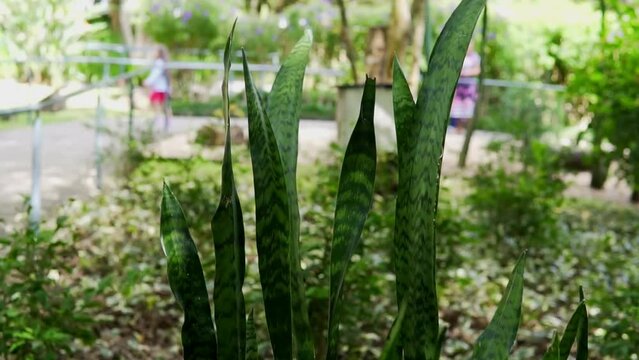 Snake plant (Dracaena trifasciata), also commonly known as Saint George's sword, mother-in-law's tongue or viper's bowstring hemp
