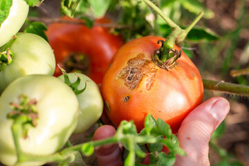 Tomato diseases. A woman examines a tomato with fruit damage from late blight on a bush, close-up