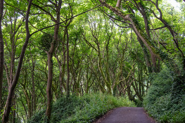 country lane through a canopy of green trees with twisted trunks