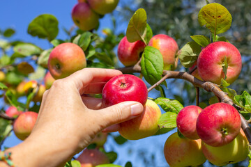 Apple harvest. A womans hand picks a ripe red apple from an apple tree, close-up