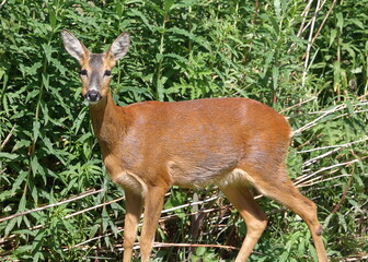 A roe deer is pictured feeding in Cumbria, Northern England.  The roe deer is native to the United Kingdom and can be seen across woodland, farmland, grassland and heathland habitats.