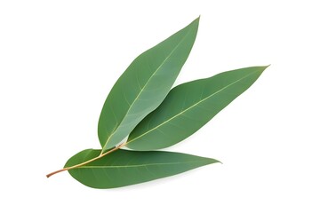 Eucalyptus Leaves Isolated on White - Fresh and Aromatic Herbal Leaves in Pristine Clarity