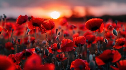 Obraz premium Sunset Poppies, Field of red poppies at sunset, Serene and vibrant