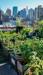 Fototapeta premium Urban Rooftop Vegetable Garden with Tomato Plants and Cityscape in Background