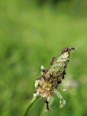 ant on a leaf