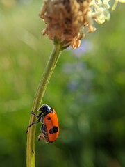 ladybird on a flower