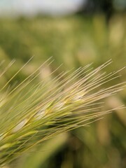 Fototapeta premium close up of wheat field
