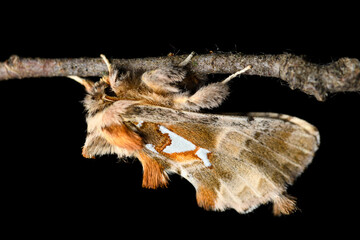 The Argentine (Spatalia argentina) is a moth of the family Notodontidae.	