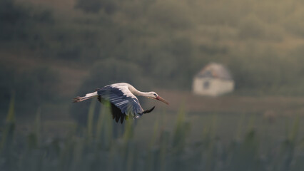 stork in countryside